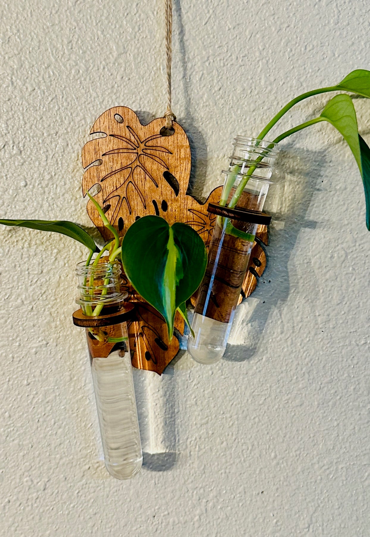 Monstera Propagation Station