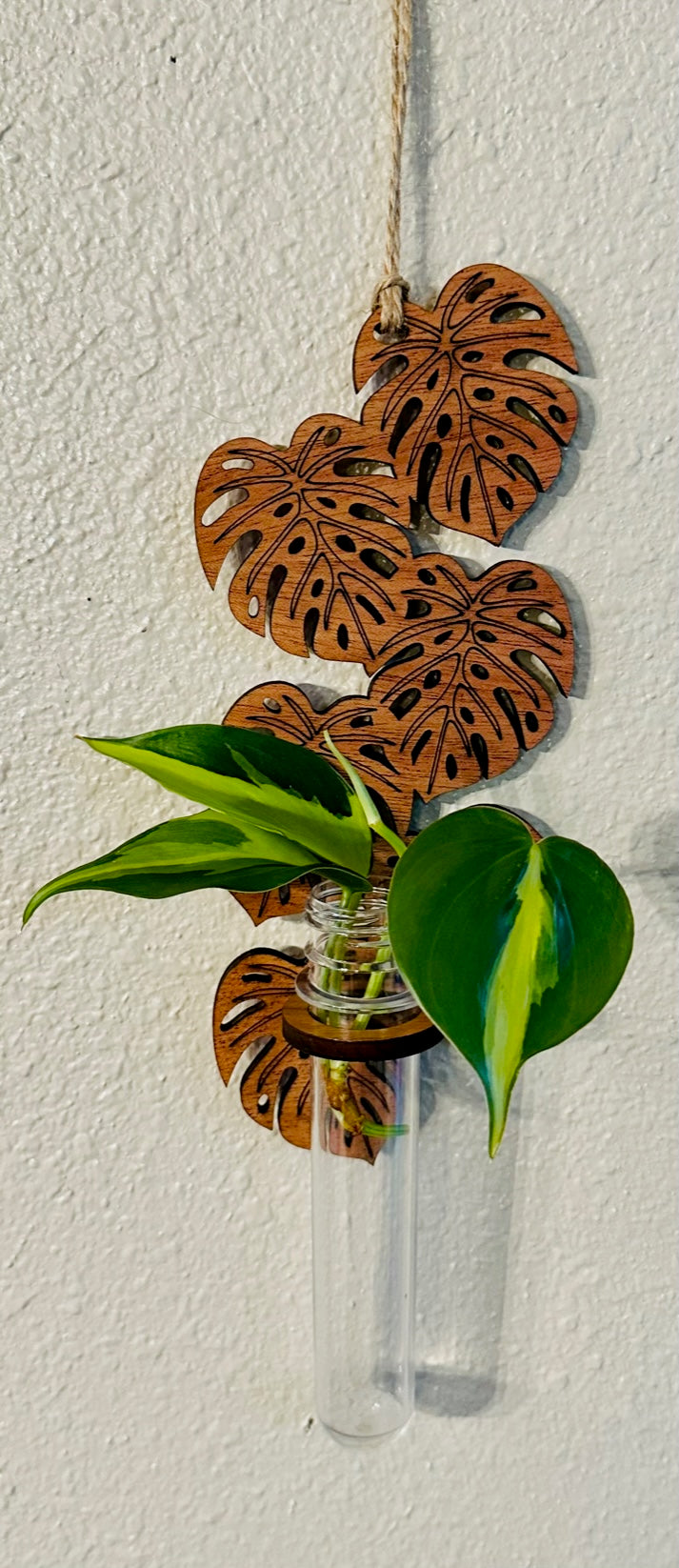 Monstera Propagation Station