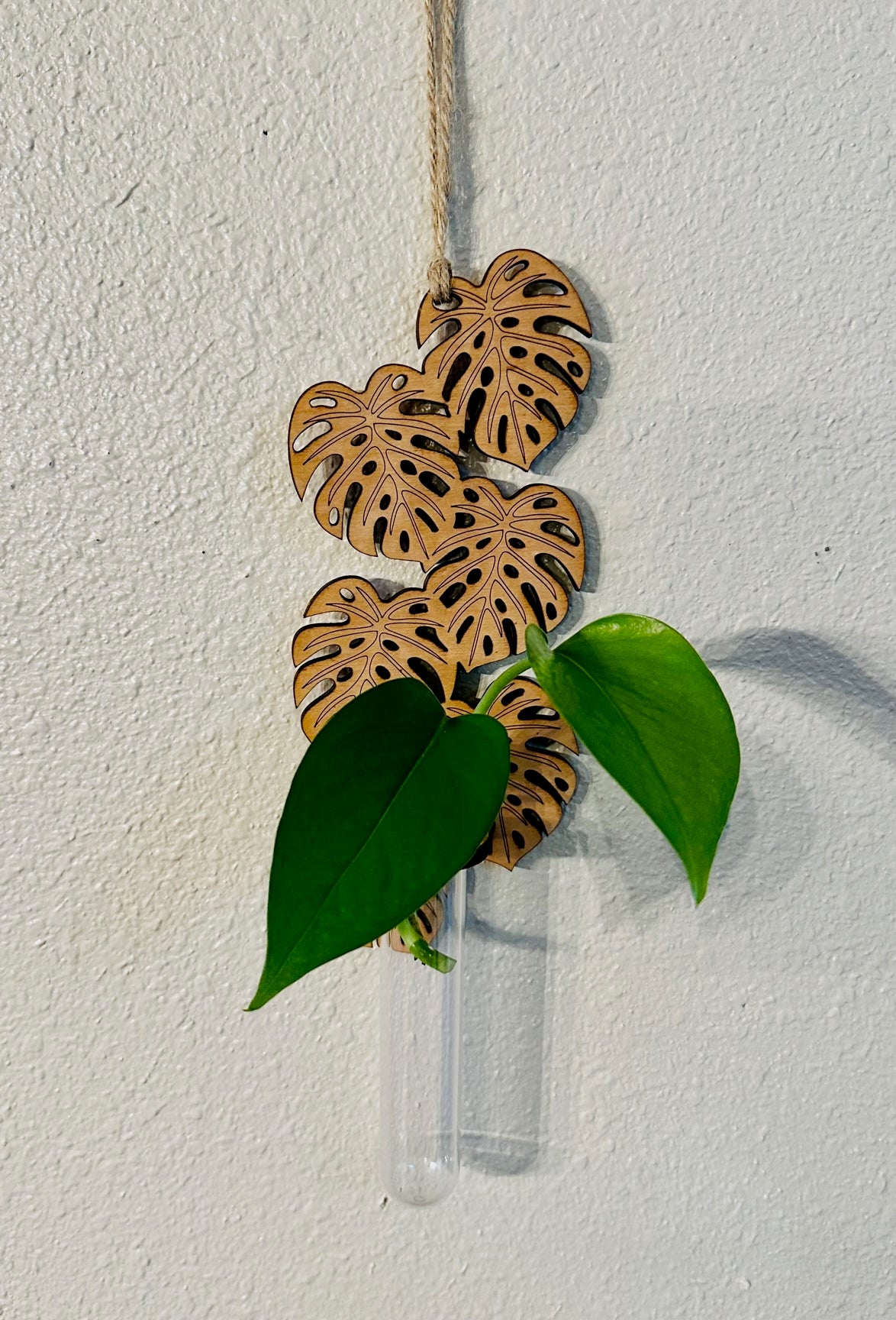 Monstera Propagation Station