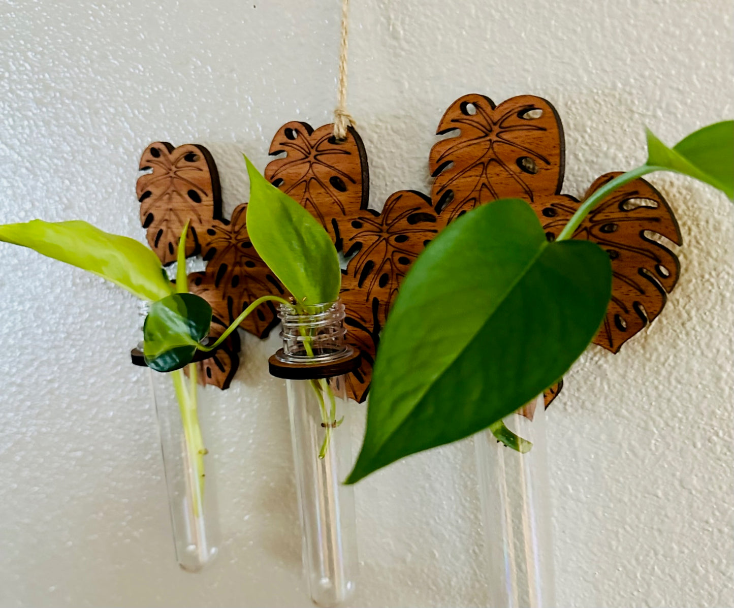 Monstera Propagation Station